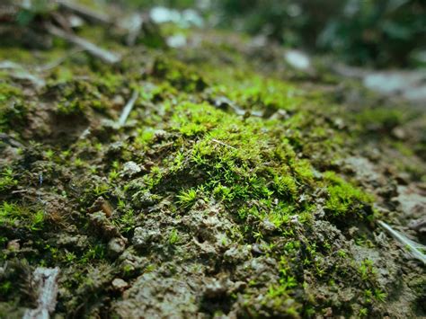 青苔形成|苔藓植物